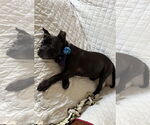 Small #5 French Bulldog Mix