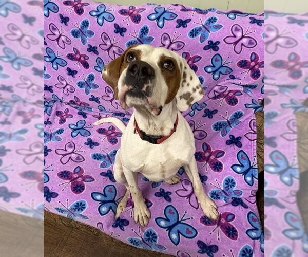 Medium Photo #1 Mutt Puppy For Sale in Webster, WI, USA