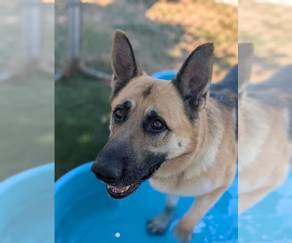 Medium Photo #1 German Shepherd Dog Puppy For Sale in Downey, CA, USA