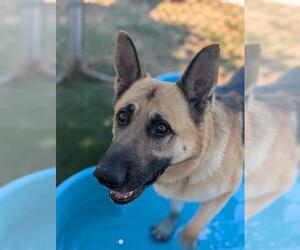 German Shepherd Dog Dogs for adoption in Downey, CA, USA