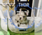Small Photo #10 French Bulldog Puppy For Sale in ATHENS, GA, USA