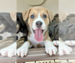 Small #3 Mutt