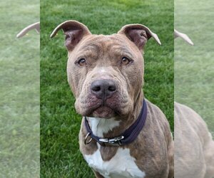 American Pit Bull Terrier-Unknown Mix Dogs for adoption in Lancaster, CA, USA