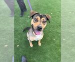 Small #1 German Shepherd Dog-Rhodesian Ridgeback Mix