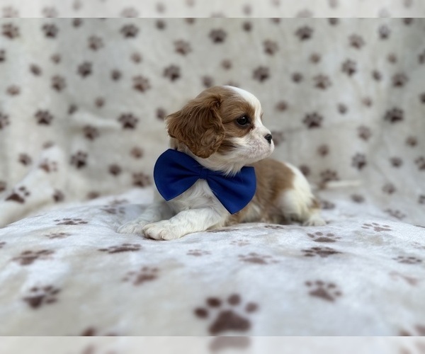 Medium Photo #3 Cavalier King Charles Spaniel Puppy For Sale in LAKELAND, FL, USA