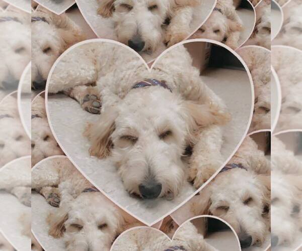 Full screen Photo #1 Goldendoodle Puppy For Sale in BOYLE, MS, USA