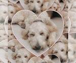 Small Photo #1 Goldendoodle Puppy For Sale in BOYLE, MS, USA