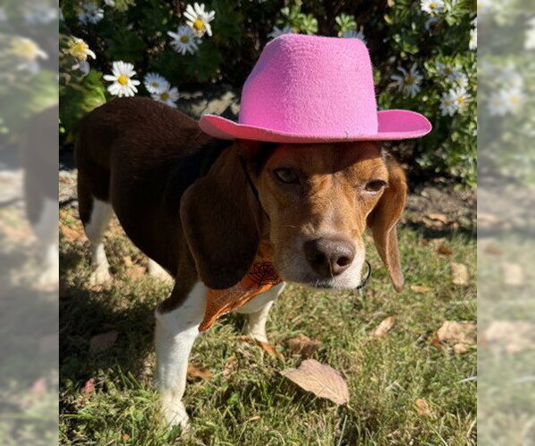 Medium Photo #1 Beagle-Unknown Mix Puppy For Sale in Warrenton, VA, USA