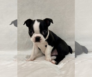 Boston Terrier Litter for sale in SNOHOMISH, WA, USA