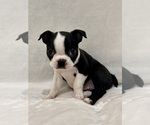 Small Boston Terrier