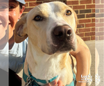 Small #5 Labrador Retriever-Retriever  Mix