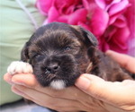 Puppy Caspian ShihPoo