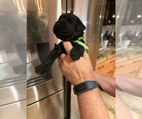 Medium Photo #1 Goldendoodle Puppy For Sale in JACKSONVILLE, FL, USA