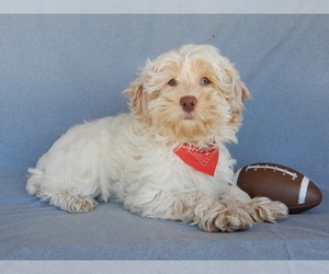 Cockapoo Puppy for sale in MILLERSBURG, OH, USA