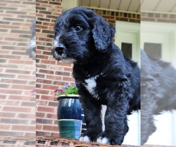 Medium Photo #9 Aussiedoodle Puppy For Sale in COLUMBIA, TN, USA