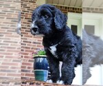 Small #8 Aussiedoodle