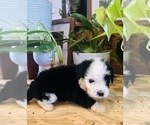 Small #2 Aussiedoodle