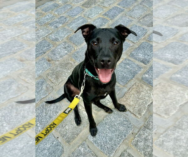 Medium Photo #8 American Staffordshire Terrier-Labrador Retriever Mix Puppy For Sale in Brewster, NY, USA