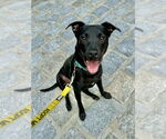 Small #7 American Staffordshire Terrier-Labrador Retriever Mix