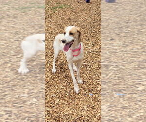 Mutt Dogs for adoption in Rustburg, VA, USA