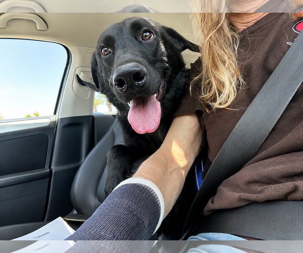 Medium Photo #4 Labrador Retriever-Unknown Mix Puppy For Sale in Clovis, CA, USA