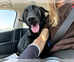 Small #3 Labrador Retriever Mix