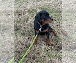 Small Photo #7 Rottweiler Puppy For Sale in COLUMBIA, TN, USA
