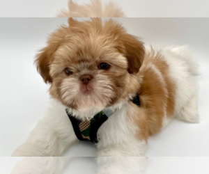 Shih Tzu Puppy for sale in JACKSONVILLE, FL, USA