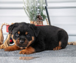 Small #1 Rottweiler