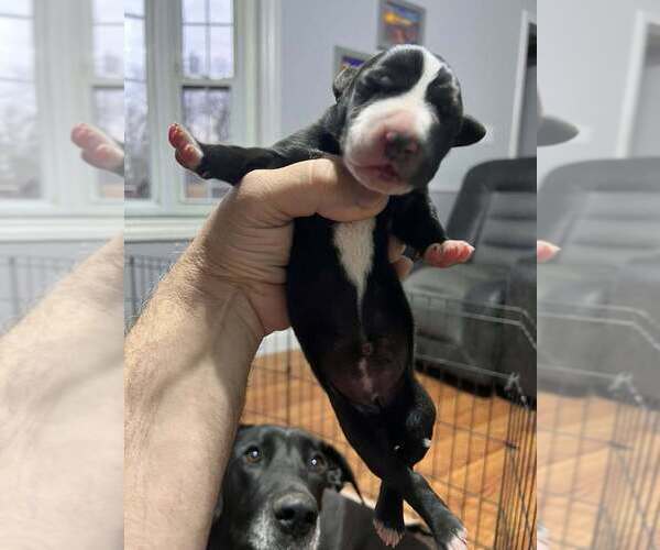 Medium Photo #4 Great Dane Puppy For Sale in MAYSVILLE, KY, USA