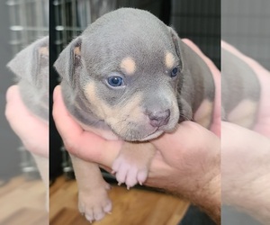 American Bully Puppy for sale in BAY VIEW, WI, USA