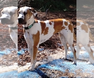 Mother of the Great Dane puppies born on 06/09/2026