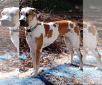 Small Photo #1 Great Dane Puppy For Sale in ALVARADO, TX, USA