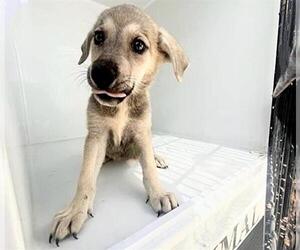 German Shorthaired Pointer Dogs for adoption in Houston, TX, USA