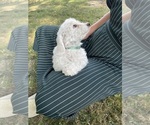 Puppy Declan Bichon Frise