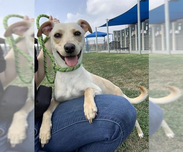 Medium Photo #1 Carolina Dog-Whippet Mix Puppy For Sale in Corpus Christi, TX, USA