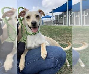 Carolina Dog-Whippet Mix Dogs for adoption in Corpus Christi, TX, USA