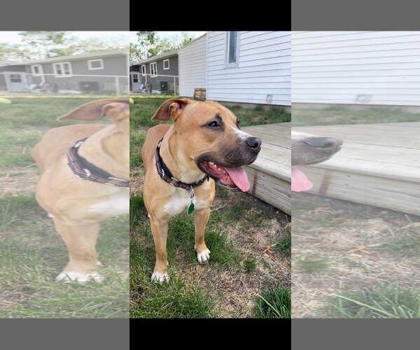 Medium Photo #1 Mutt Puppy For Sale in Waterloo, IA, USA