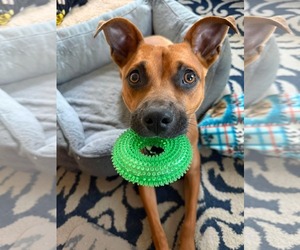 Boxer-Unknown Mix Dogs for adoption in Germantown, OH, USA