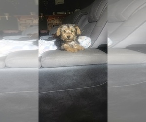 Medium Yorkshire Terrier