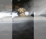 Puppy 3 Yorkshire Terrier
