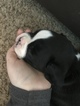Small Photo #1 Boxer Puppy For Sale in ELKHART, IN, USA