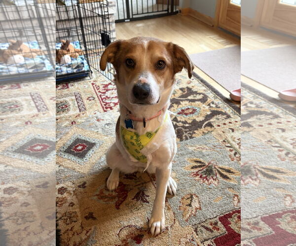 Medium Photo #2 Mutt Puppy For Sale in Plainfield, IL, USA