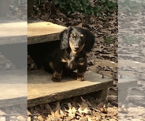 Dachshund Puppy for sale in BENNINGTON, OK, USA