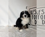 Mason - Male Bernedoodle Puppy for Sale - Photo #2