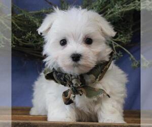 Maltese Puppy for sale in ORO VALLEY, AZ, USA