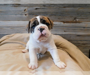 Beabull Puppy for sale in SULLIVAN, OH, USA