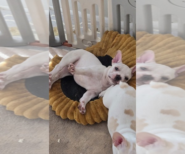 Medium Photo #7 French Bulldog Puppy For Sale in SARASOTA, FL, USA