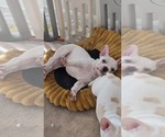 Yeti - Male French Bulldog Puppy for Sale - Photo #7