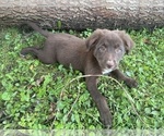 Puppy Miley Borador